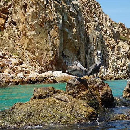 Pacific Coast