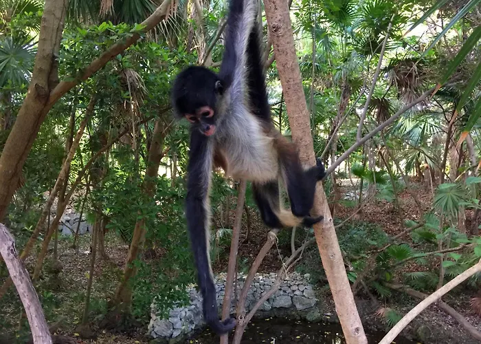 Sandos Caracol Nature Resort & Water Park All Inclusive (Adults Only) Playa del Carmen